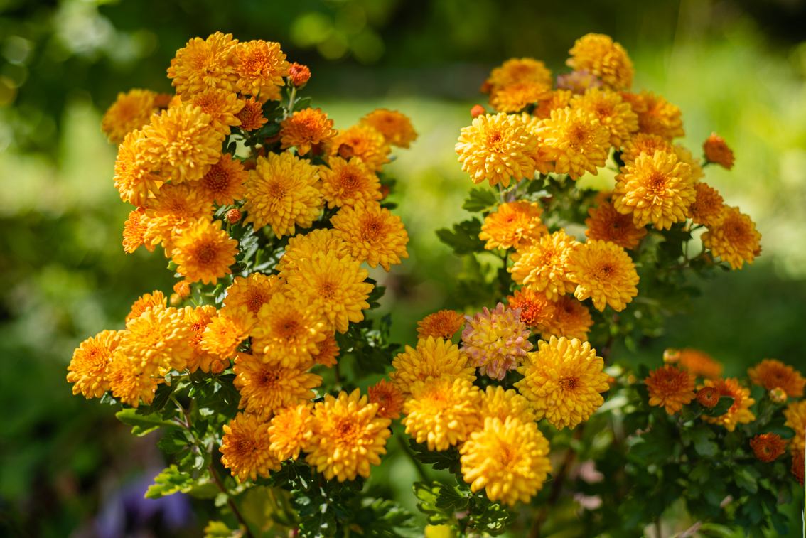 Flores del jardín