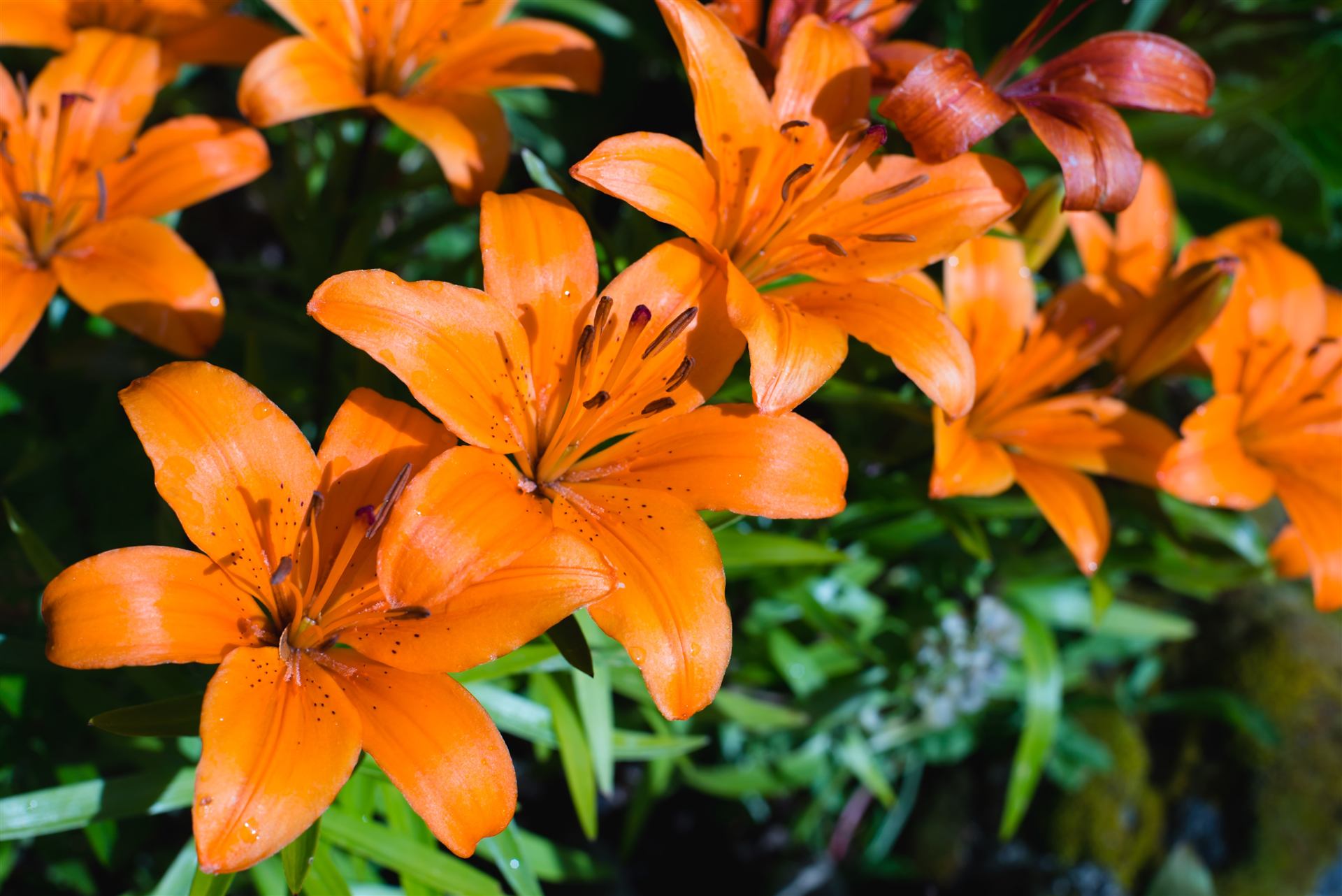 Flores del jardín